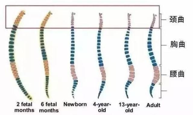 孩子小枕头里藏着大学问：睡眠、脊椎、发育、防病、调病