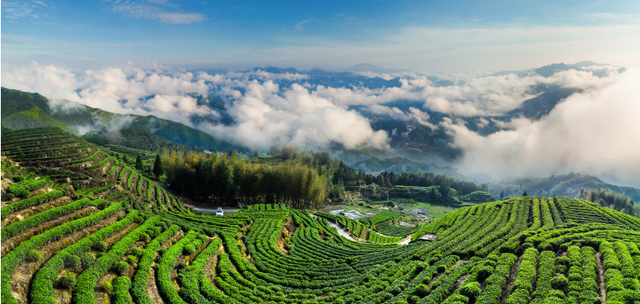 上工益脉，中国茶叶籽油背后500亿的共富之路
