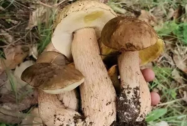 重庆特产传说（251） | 彭水有一种菌，长了一只“大脚”