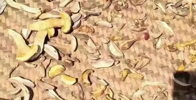 重庆特产传说（251） | 彭水有一种菌，长了一只“大脚”