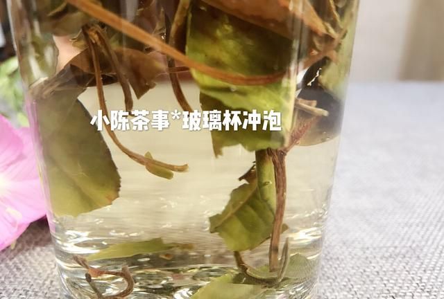 图解玻璃杯冲泡白茶，需要四个步骤，你做对了吗？