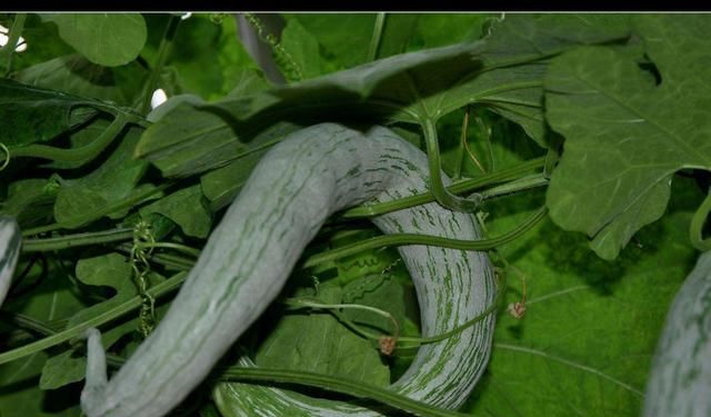 如何种植蛇瓜(泰国蛇瓜怎么种植)图1