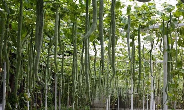 如何种植蛇瓜(泰国蛇瓜怎么种植)图4