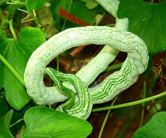 如何种植蛇瓜(泰国蛇瓜怎么种植)图5