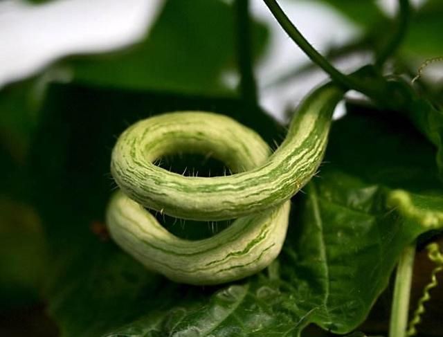 如何种植蛇瓜(泰国蛇瓜怎么种植)图6