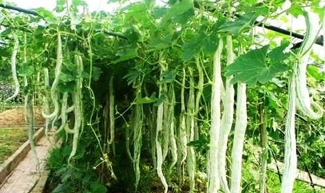 如何种植蛇瓜(泰国蛇瓜怎么种植)图8