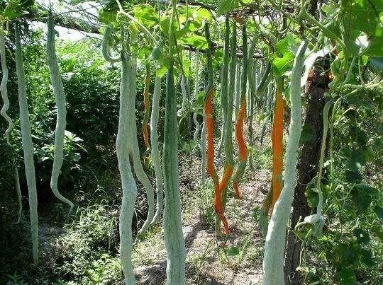 如何种植蛇瓜(泰国蛇瓜怎么种植)图9