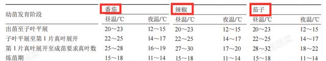 番茄、辣椒、茄子集约化育苗，如何选择品种？核心技术有哪些？