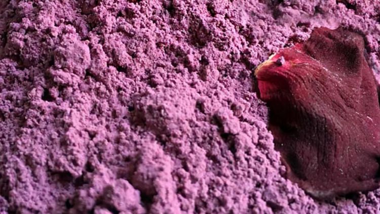 玫瑰花粉加蜂蜜面膜可以祛斑吗图2