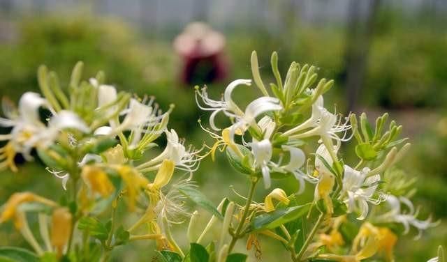 金银花和菊花泡水喝有什么功效(山楂菊花金银花一起泡水的功效)图9