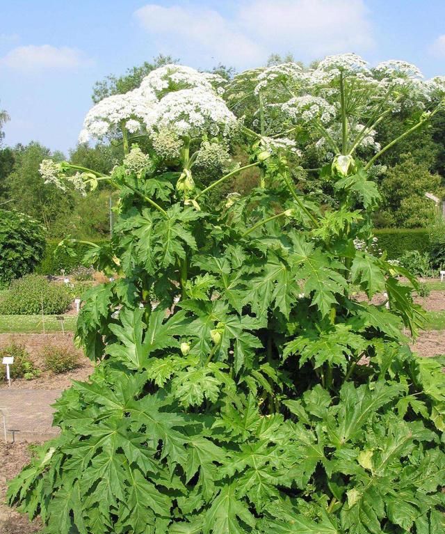 《中药学》白芷