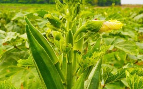 立秋后是秋葵成熟的季节吗(秋葵什么季节吃比较合适)