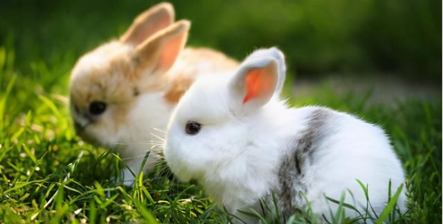 苜蓿草可以当兔兔主粮吗？