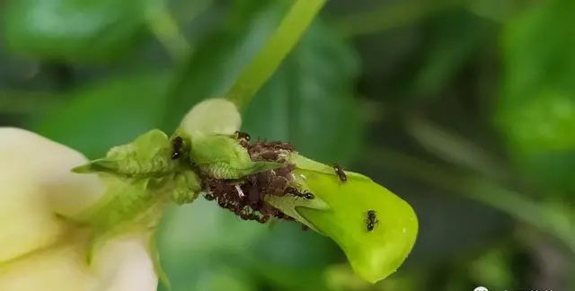 豇豆不让人省心，病虫害不少，咋办？