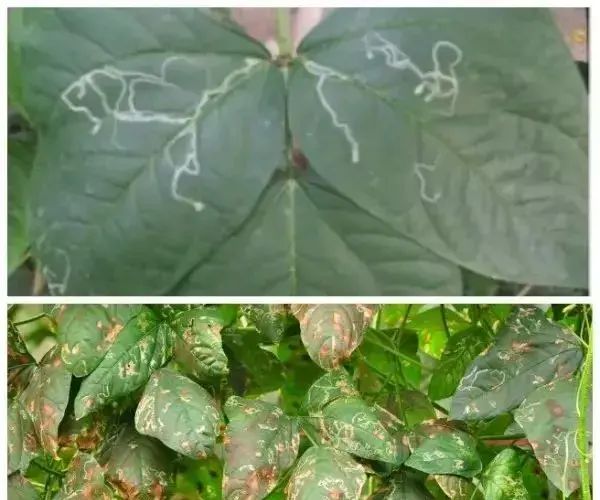 豇豆不让人省心，病虫害不少，咋办？