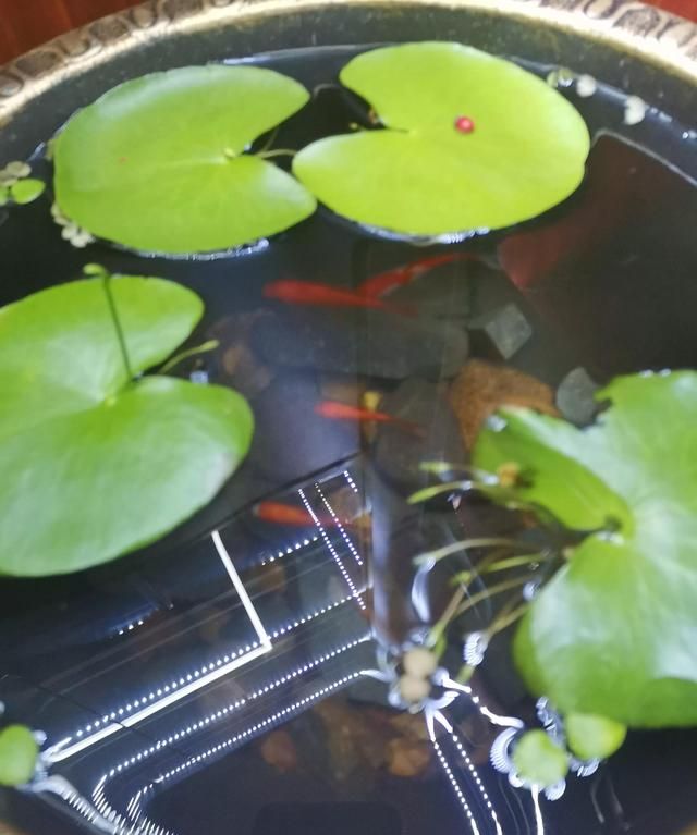 陨石水养生保健作用的重要科学依据