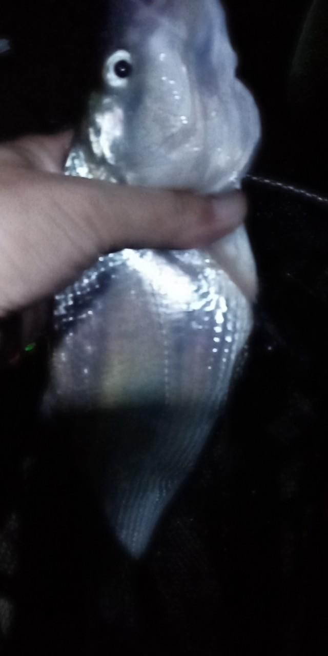 如何钓翘嘴鱼技巧钓多深水为宜,如何钓翘嘴图10