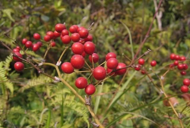 农村常见的3种植物，它们的根都是滋补佳品，既可泡酒，也可煲汤