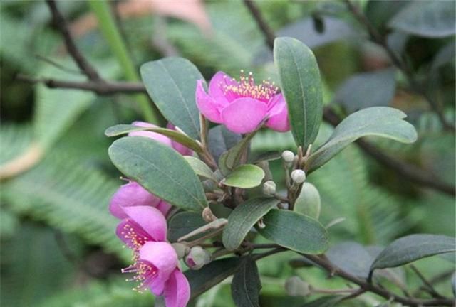 农村常见的3种植物，它们的根都是滋补佳品，既可泡酒，也可煲汤