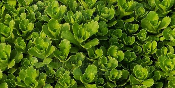 一种叫金不换的植物图6