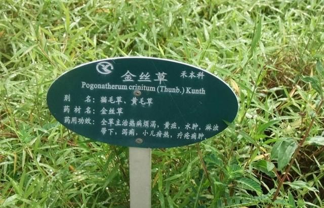 金丝草有哪些形态特征和功效,金丝草是怎样形成的图4