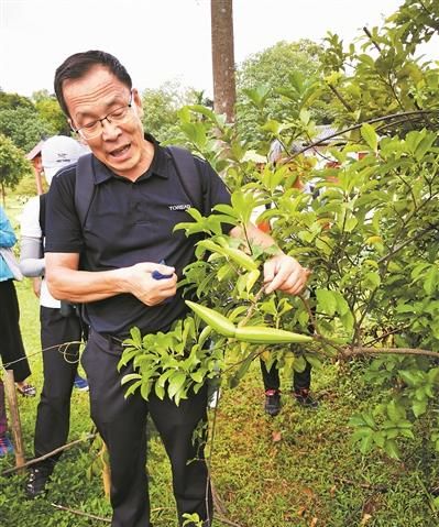 快来认清园林常见带毒植物