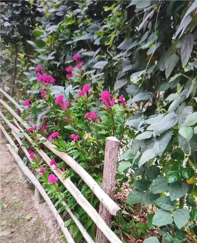 鸡冠子花什么时间开图1