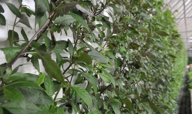 紫背天葵食药同源 还能装扮家居 产妇食用补血很佳