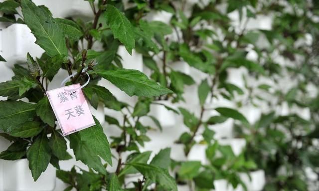 紫背天葵食药同源 还能装扮家居 产妇食用补血很佳