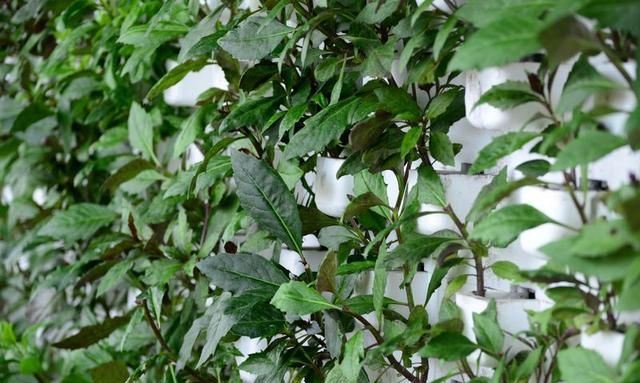 紫背天葵食药同源 还能装扮家居 产妇食用补血很佳
