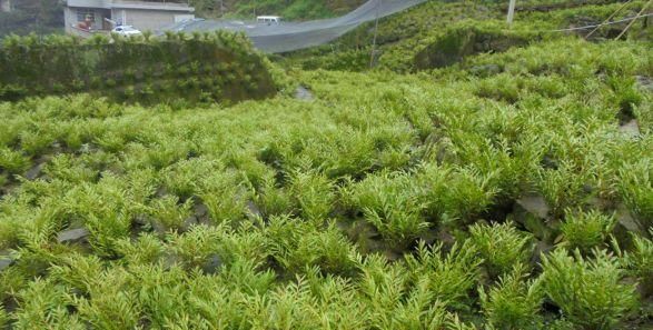 【方志四川•地理标志产品】夹江叠鞘石斛