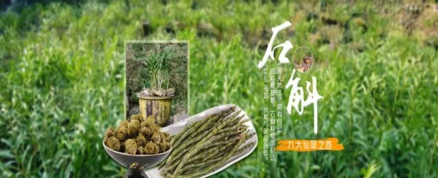 【方志四川•地理标志产品】夹江叠鞘石斛