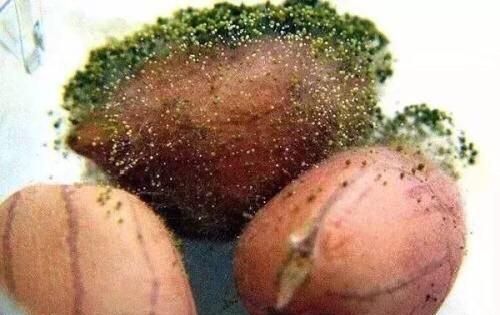 花生外皮黑是否能做花生种,黑地膜种花生怎么种图10