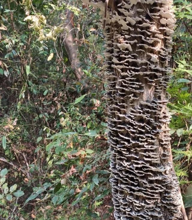 云芝对生长环境什么要求,如何种植的图1