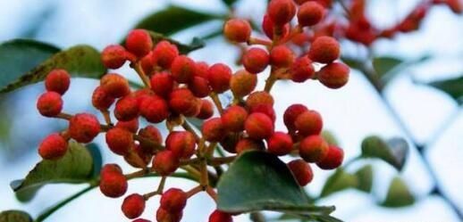 花椒有哪些好处,现磨花椒的好处图5