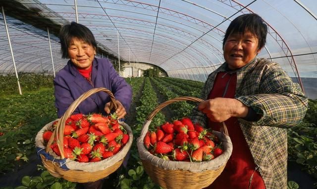 草莓炭疽病、根腐病症状很相似，它们有哪些共性差异？如何防治？