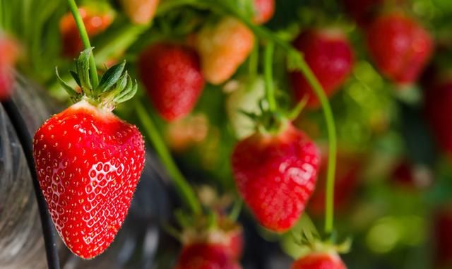 草莓炭疽病、根腐病症状很相似，它们有哪些共性差异？如何防治？