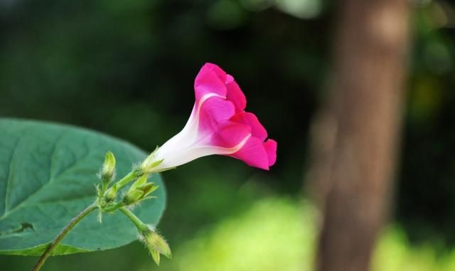 牵牛槿花底