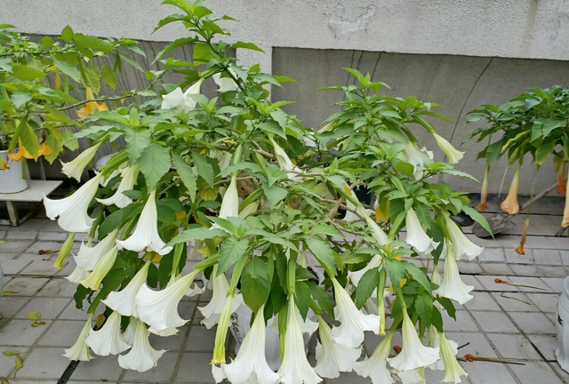 这种随处可见的花，是有毒的情花，可使人麻醉，最好不要碰
