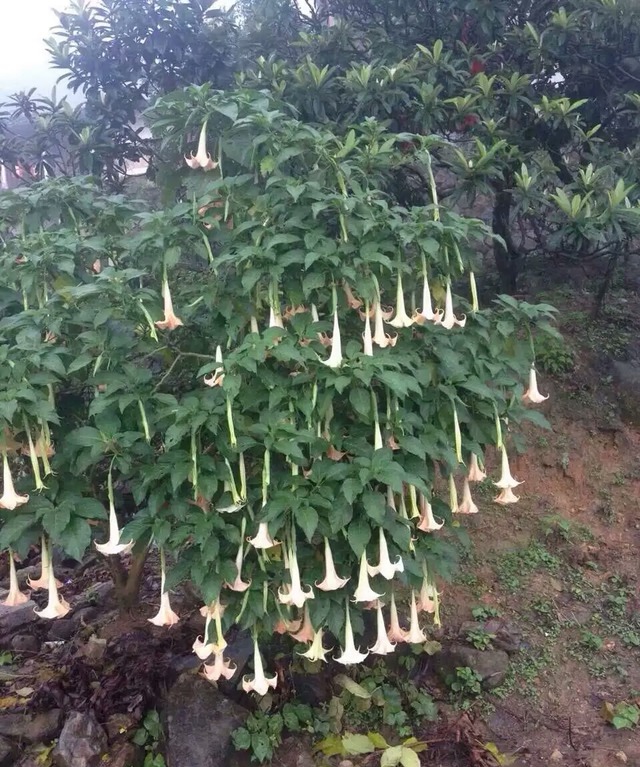 这种随处可见的花，是有毒的情花，可使人麻醉，最好不要碰