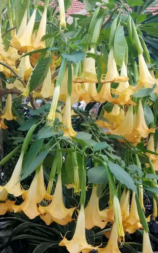 这种随处可见的花，是有毒的情花，可使人麻醉，最好不要碰