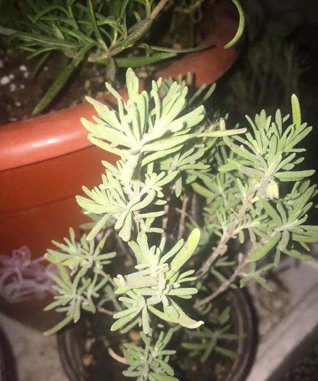 熏衣草为什么不是花草而是灌木?它有什么功效呢图2