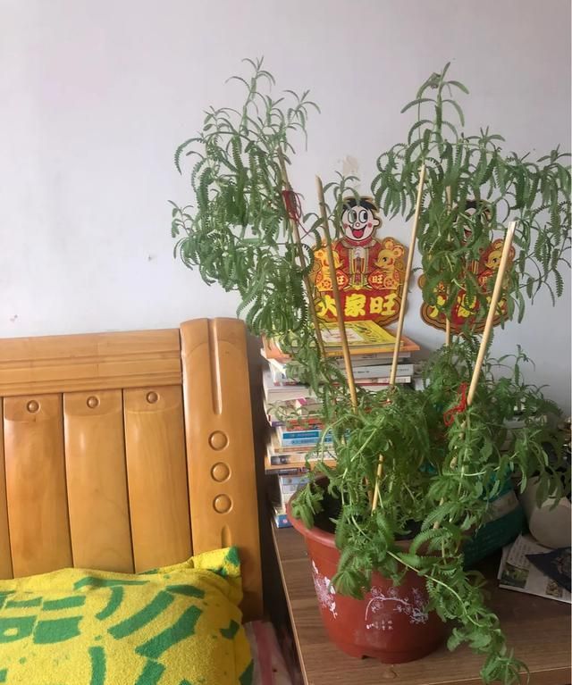 熏衣草为什么不是花草而是灌木?它有什么功效呢图10