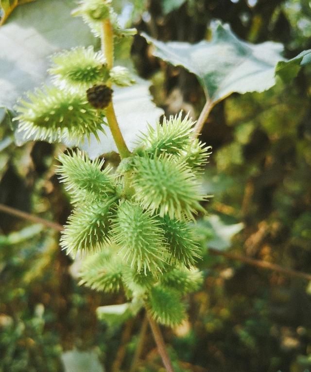 这些小时候随处可见的野草，其实都是大有用处的中药！你认得几样