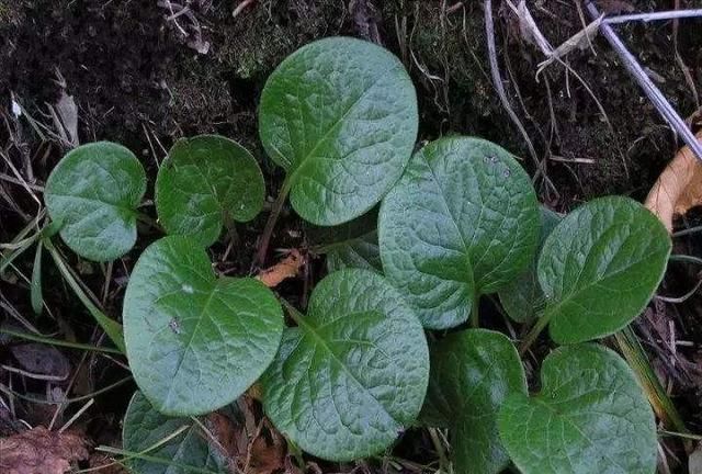 鹿衔草和鹿茸同归肝、肾经，前者止血止咳，后者补肾壮阳益精血