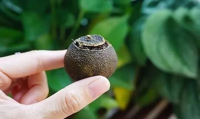 你觉得小青柑茶好喝吗(小青柑茶好喝吗)图5