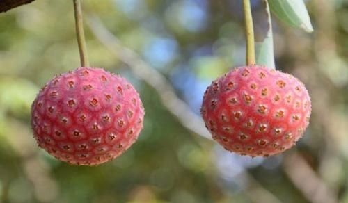 鸡嗉子果的功效和作用(鸡嗉子果是野生的吗)图5