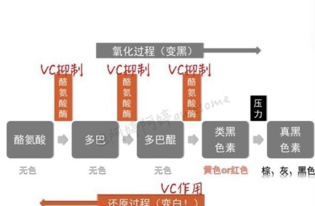 维c含片和葡萄籽搭配吃美白效果更好吗图3