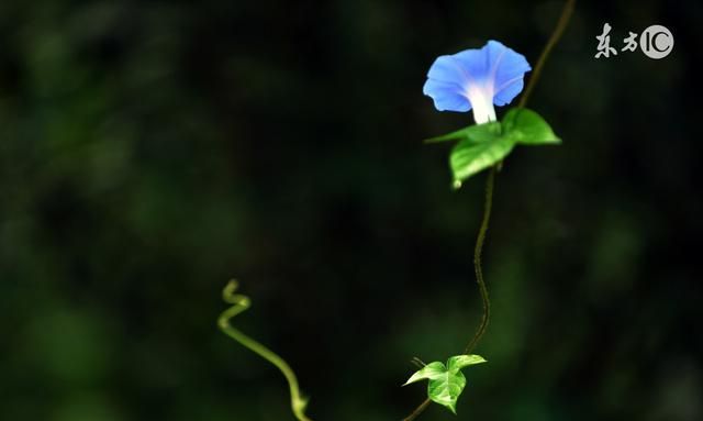 治蛔虫、绦虫、便秘，小小牵牛大大功效