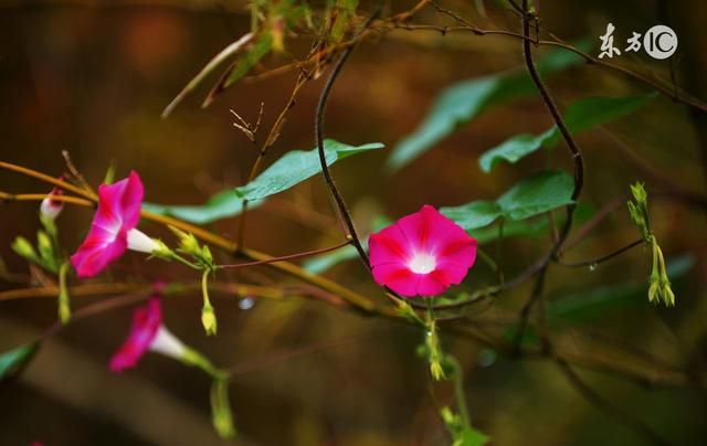 治蛔虫、绦虫、便秘，小小牵牛大大功效